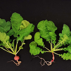 Выбрано первое растение для выращивания на Марсе