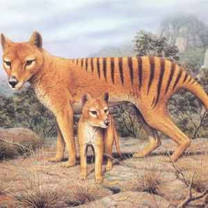 Мамонты, подвиньтесь — ученые знают, как воскресить вымершего тасманийского волка