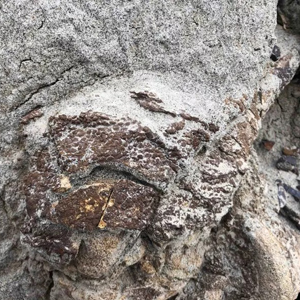 Совсем как настоящий: обнаружен удивительно сохранившийся динозавр