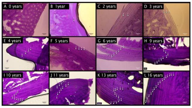 В Дании нашли самого старого европейского ежа