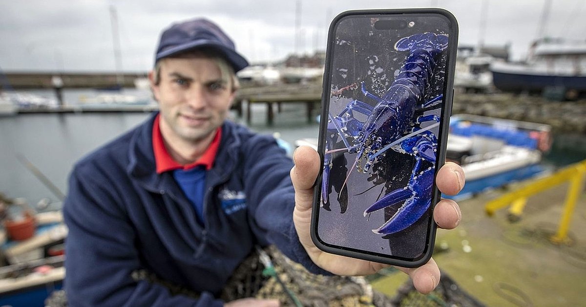 В сети публикуют фото редчайшего синего лобстера