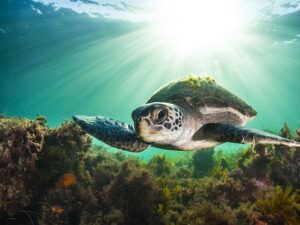 Гены морских черепах могут помочь им адаптироваться к быстро меняющемуся миру