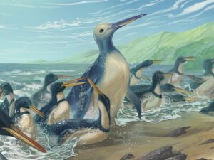 Открытие самого большого пингвина всех времен (150 кг!)