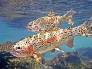 Почему форель бывает белая, а не красная внутри?