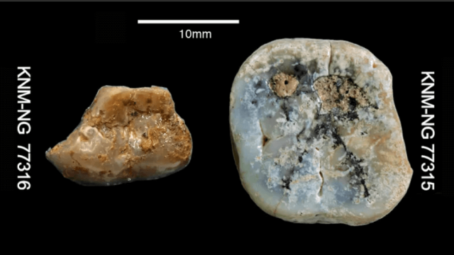 Приматы охотились на бегемотов при помощи каменных орудий 3 миллиона лет назад
