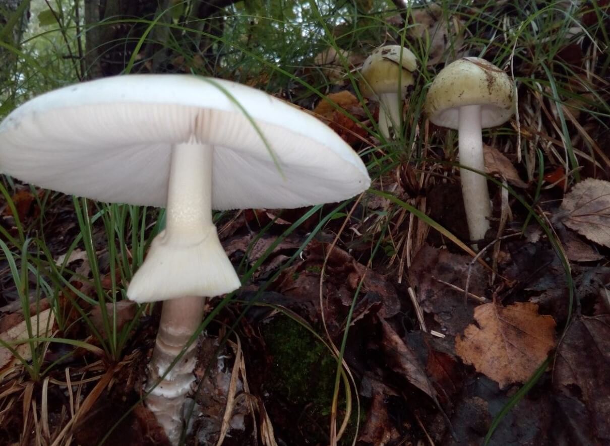 Самый ядовитый гриб в мире — где он растет и как воздействует на людей