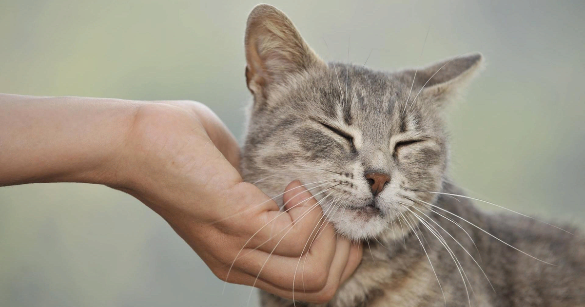 Симулятор кота: представлен гаджет для снижения стресса