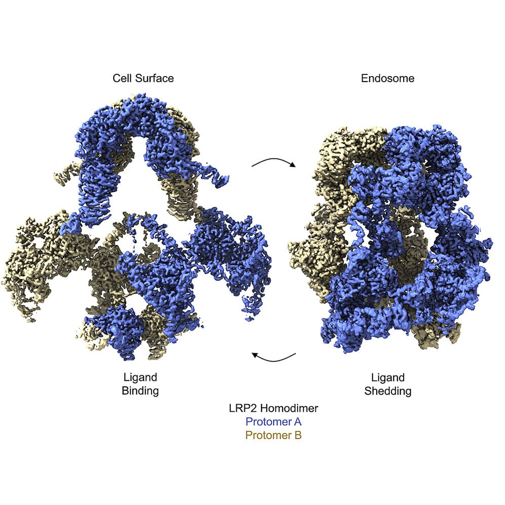 Трехмерная карта показывает, как белок защищает органы от токсинов
