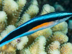 Ученые выяснили, что некоторые рыбы могут узнавать себя на фото