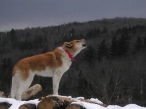 Ученые провели исследование, чтобы выяснить реакцию собак на волчий вой