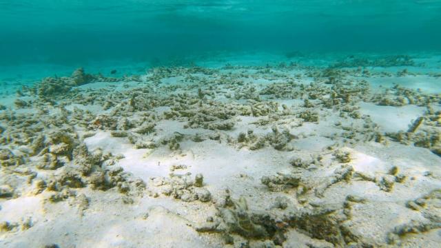 Одно из самых массовых вымираний может повториться?