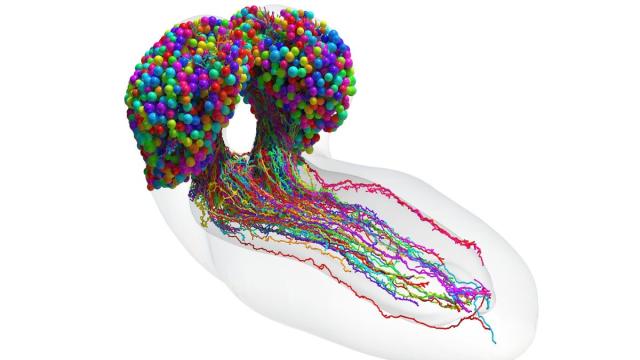 Так выглядит мозг насекомого: ученые нанесли на карту каждый нейрон