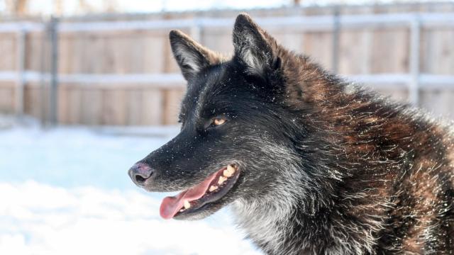 7 самых опасных пород собак, которые могут напасть на человека