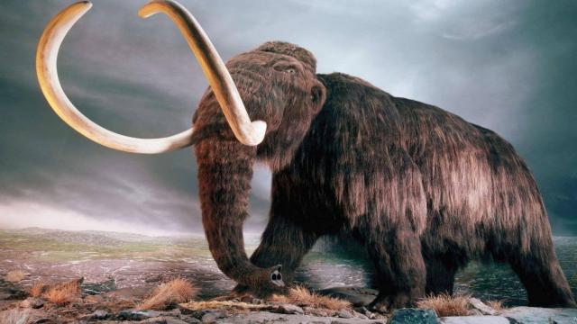Анализ ДНК показал, что мамонты периодически впадали в ярость