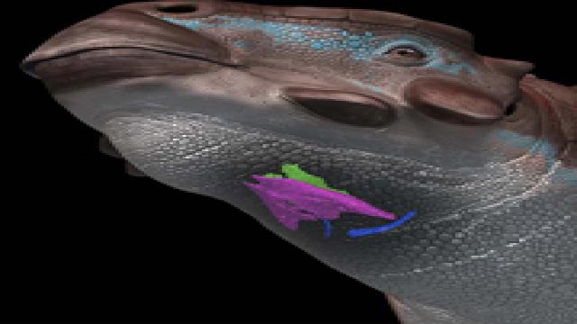 Голос динозавров был птичьим — на это намекает окаменелый голосовой аппарат