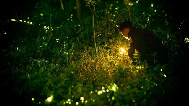 Живые фонарики. Как устроены светлячки