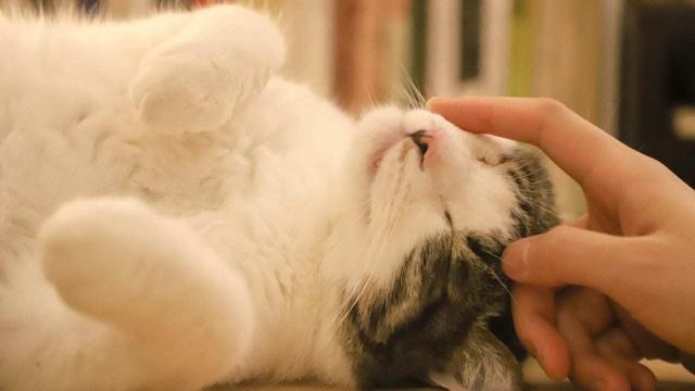 Как правильно позвать незнакомую кошку: ответ ученых