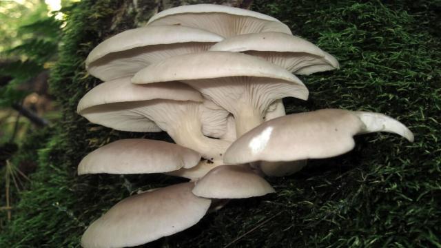 Как ученые хотят создать одежду будущего, которая всегда выглядит как новая