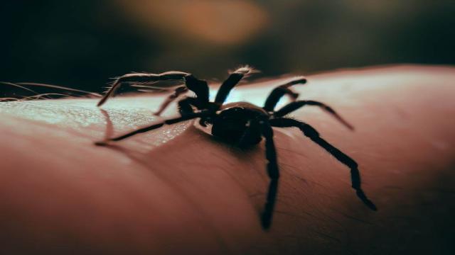 Пауки слепнут из-за недостатка питания — это открытие поможет нам хорошо видеть в старости