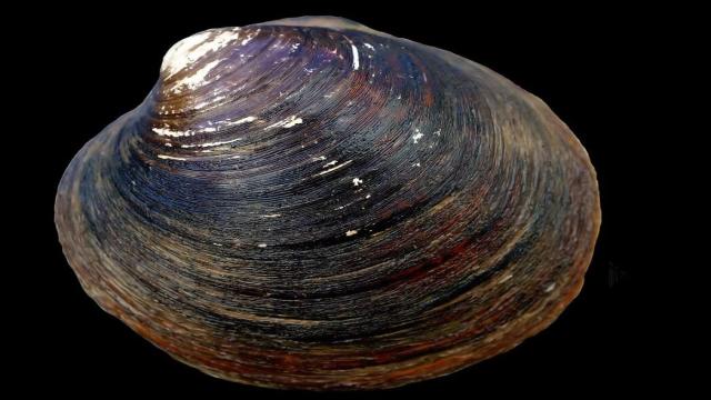 5 животных, которые живут дольше 100 лет — ученые не могут раскрыть их секрет