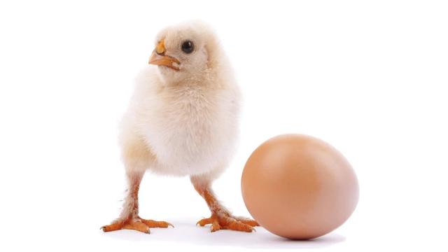 Что было раньше — курица или яйцо? Ученые дали ответ