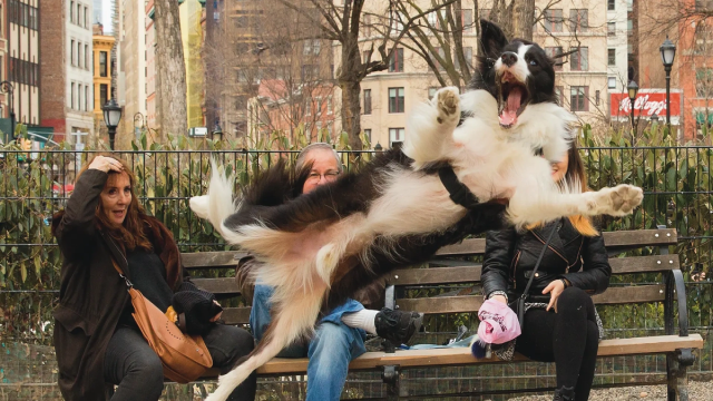 Собака-летяга: опубликованы самые смешные фото животных 2023