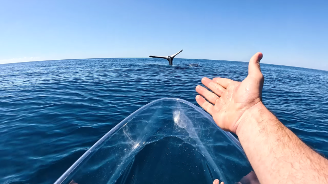 Кит стоит на голове: в сети показали редкое видео