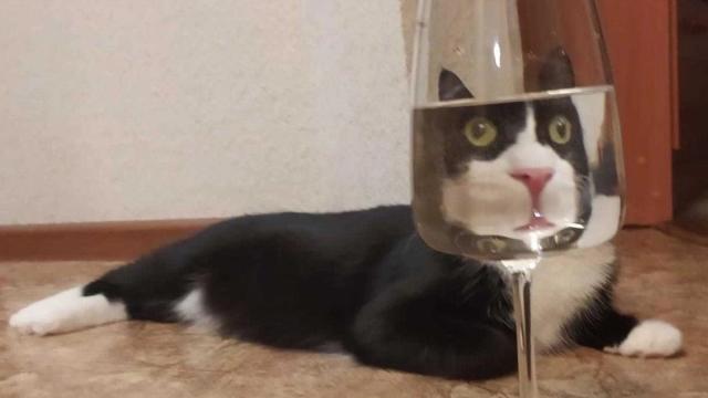 Кошачья медитация, зарплата мемолога и «сторис» на Pornhub. Самые необычные анонсы недели