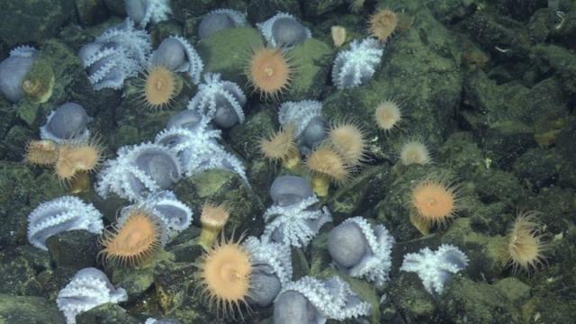 Тысячи осьминогов приплывают в одно место в океане. И вот почему