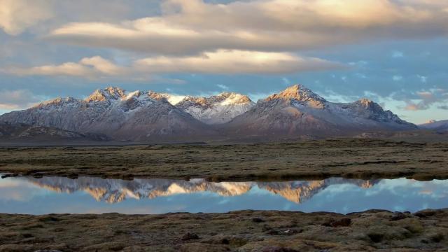 Самое древнее растение пережило динозавров, но может исчезнуть из-за людей