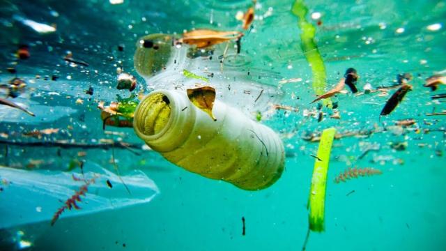 Что происходит с морскими животными во время урагана