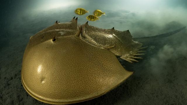 Золотой мечехвост покорил соцсети: кто это