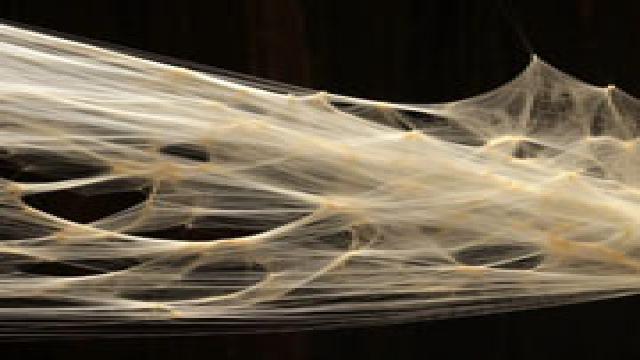 Паутина из тутовых червей в 6 раз прочнее кевлара — ее можно использовать даже для бронежилетов