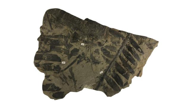 Пережившие динозавров древние растения извлекали азот из воздуха