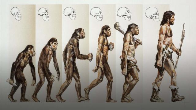Почему из всех видов человека выжили только Homo Sapiens?