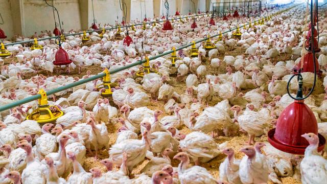 Большинство людей от рождения умеют понимать эмоции кур по звукам кудахтанья