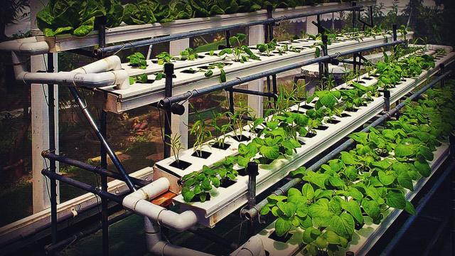 Найден способ увеличения скорости роста растений на 50%
