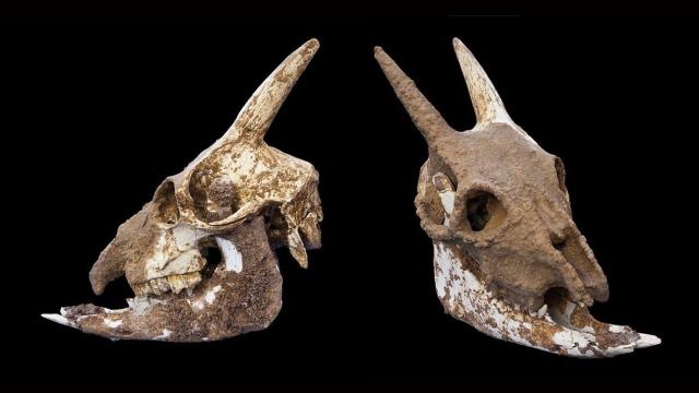 Балеарские козы — единственные холоднокровные млекопитающие на Земле