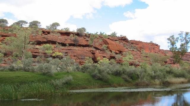 В самой древней реке в мире найдены останки зубастой рыбы с двумя органами дыхания