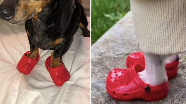 Кроксы для собак покорили соцсети: продаются в интернете за копейки