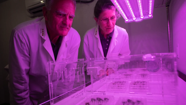 Ученые вырастили нут в искусственной лунной пыли