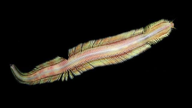 В темных глубинах океана нашли жутких существ (фото)