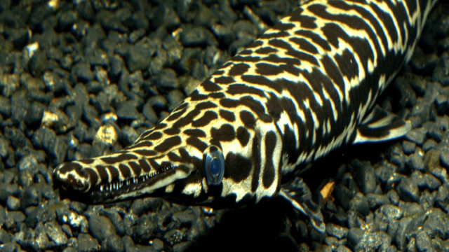 Живые ископаемые рыбы, чья эволюция остановилась 105 миллионов лет назад