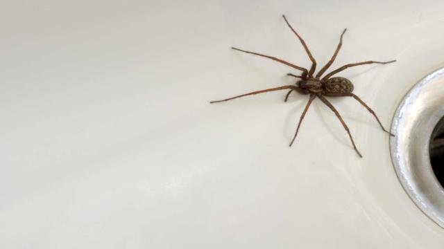 Почти все пауки на Земле — ядовитые, но люди хорошо защищены