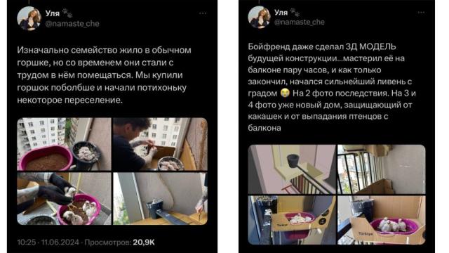 Дикая птица отложила яйца на балконе в Тбилиси: чем это закончилось для людей