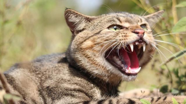 Как на островах и континентах появились животные