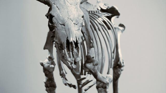 Ученые: за последние 500 лет человечество истребило 200 000 видов животных