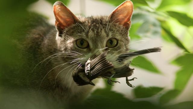 5 странностей в поведении кошек, значения которых вас точно удивят
