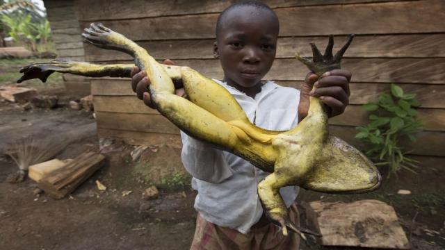 Миф о лягушке-алкоголике весом 19 кг: что скрывает главная легенда Канады?