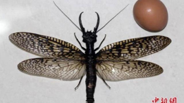 На какой максимальной высоте летают насекомые